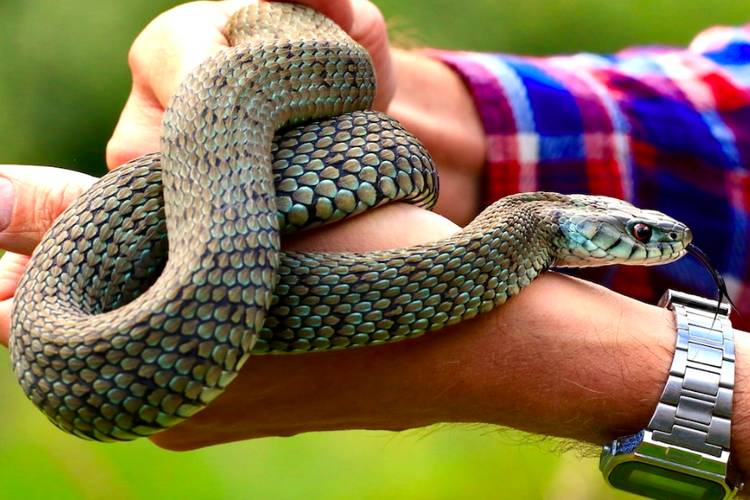Ilustrasi memelihara ular