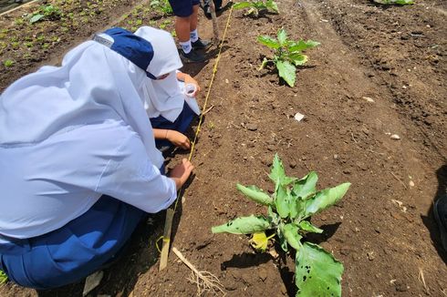 Cara Kreatif Guru Ajari Murid Matematika hingga Wirausaha di Kebun Sekolah