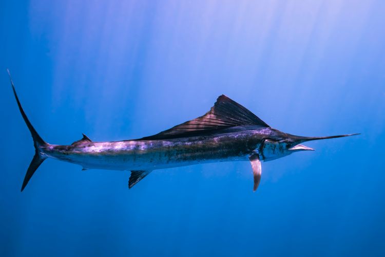Sailfish, ikan paling cepat di dunia.