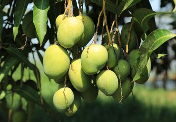 Ciri Mangga Terserang Patogen Penyebab Penyakit
