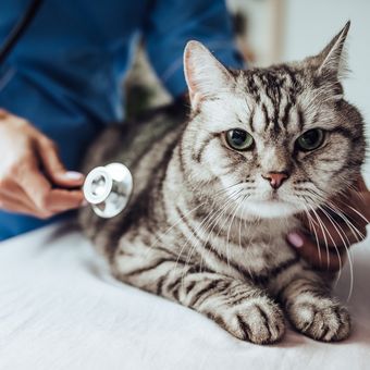 Ilustrasi kucing sedang diperiksa oleh dokter hewan. 