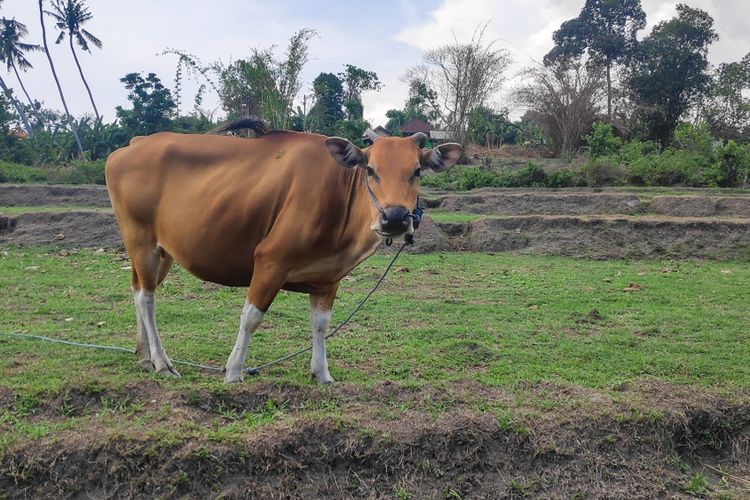 Ilustrasi sapi bali. 