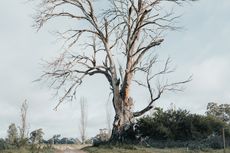 4 Cara Memanfaatkan Pohon Mati sebagai Dekorasi di Halaman Rumah 