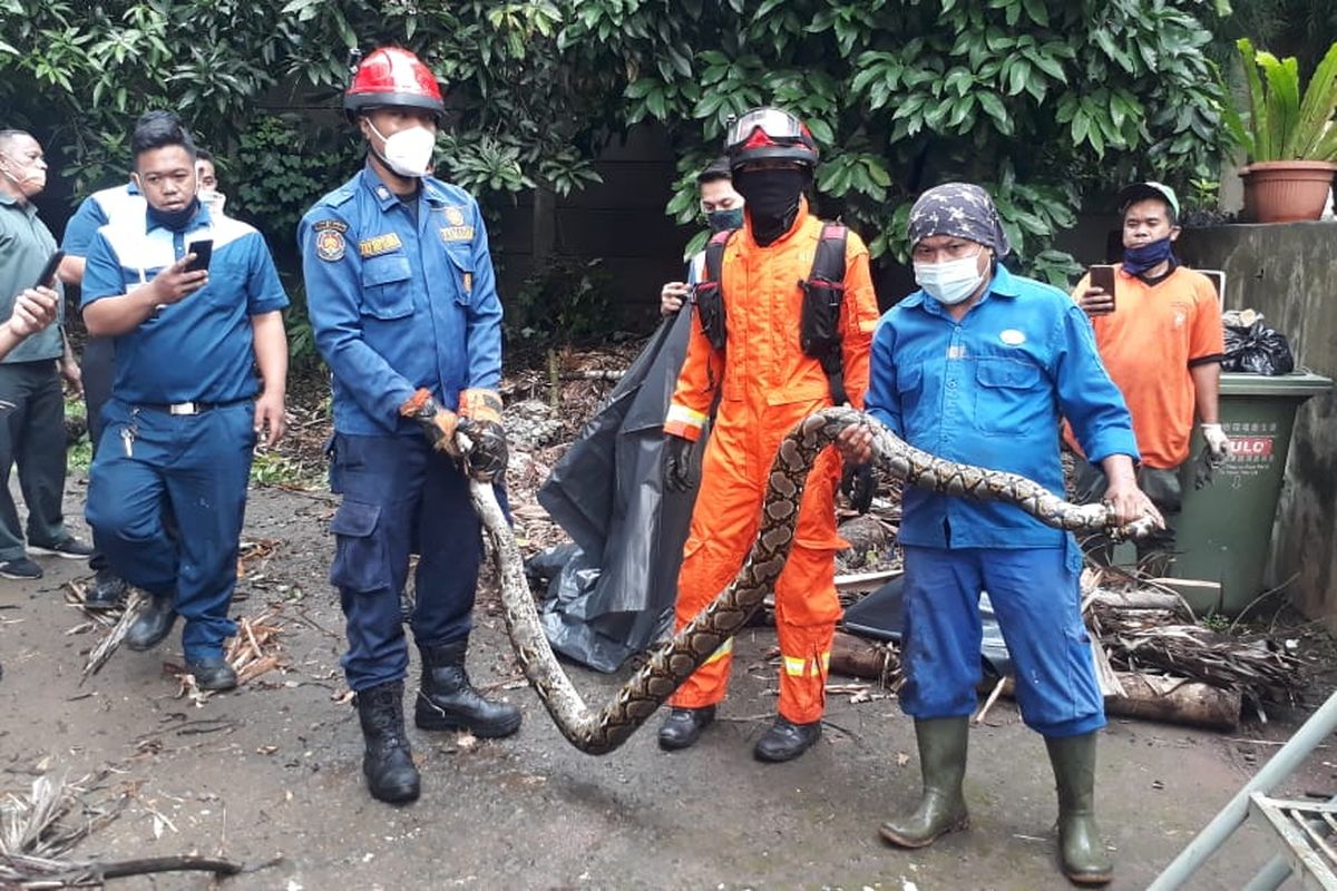 Petugas suku dinas penanggulangan kebakaran dan penyelamatan Jakarta Barat (Gulkarmat) mengevakuasi seekor ular sanca sepanjang 2 meter di Jalan Rawa Belong Blok Y Nomor 2 Rt.007, RW09, Kebon Jeruk, pada Rabu (6/1/2021) pagi