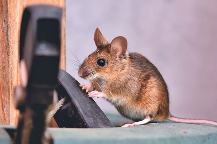 4 Tips Mengusir Tikus Secara Alami