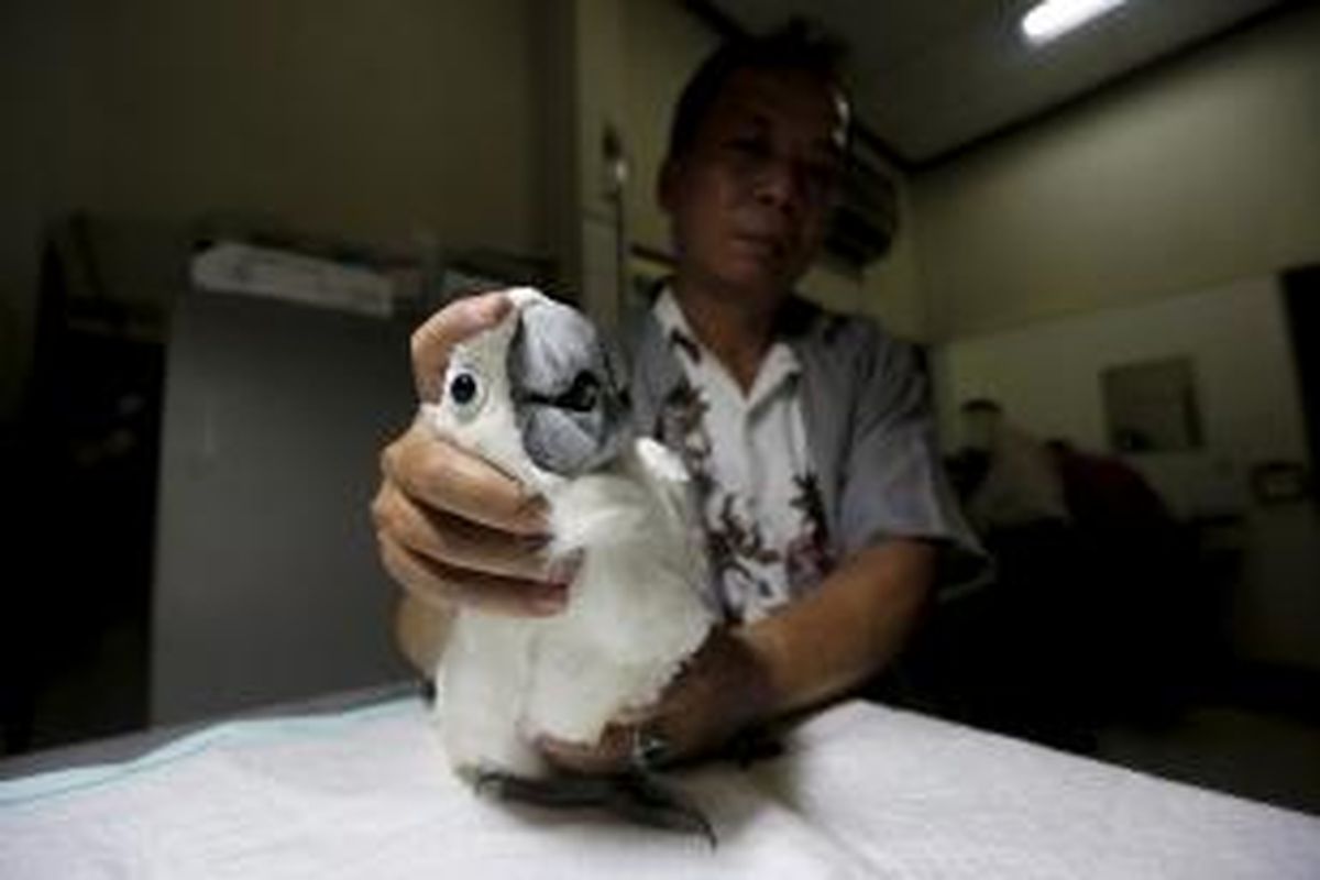 Petugas memeriksa kesehatan burung kakaktua jambul kuning (Cacatua galerita) di laboratorium Taman Burung TMII, Jakarta, Senin (11/5/2015). Balai Konservasi dan Sumber Daya Alam (BKSDA) DKI Jakarta menitipkan sementara tujuh ekor kakaktua jambul kuning dan satu ekor kakatua jambul putih (Cacatua alba) hasil serahan dari masyarakat ke Taman Burung TMII. KOMPAS IMAGES/KRISTIANTO PURNOMO