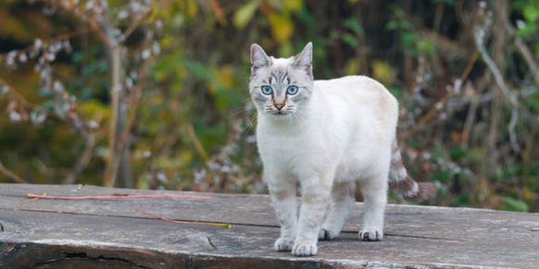 ilustrasi ras kucing Ojos Azules dengan warna mata biru.