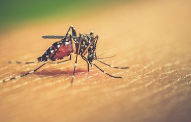 Ilustrasi nyamuk Aedes aegypti.