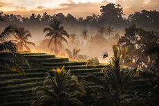 15 Wisata Ubud Bali dan Sekitarnya, Kaya Akan Budaya dan Alam