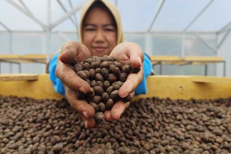 Titi Nuryati, Chair of the Srikandi Women's Farmers Group (KWT), shows coffee beans being dried in a solar dryer dome, an environmentally friendly dryer, aided by PT Pertamina Kilang Internasional, Balongan, in her field, Wednesday (23/10/2024) afternoon.