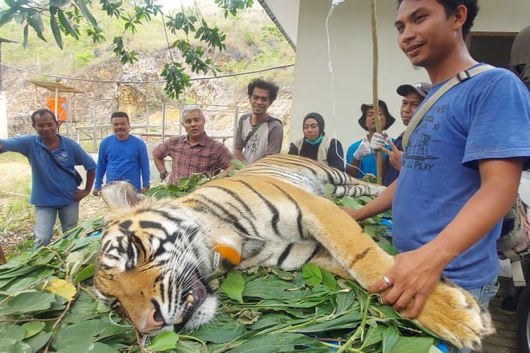 Harimau Citra Kartini dicek kesehatannya sebelum dilepasliarkan di Barumun Sanctuary, di Padanglawas, sebelum dibawa ke TNKS di Jambi, untuk dilepasliarkan pada Selasa (7/6/2022).