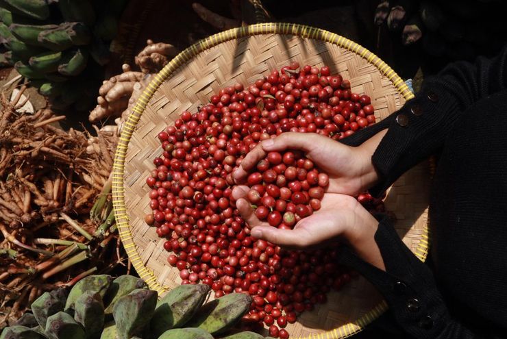 Menjaga Momentum Kopi Indonesia di Tengah Gejolak Global