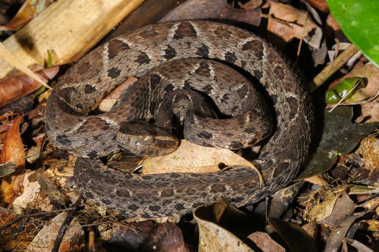 Ilustrasi ular jaracussu (Bothrops jararacussu), ular sangat berbisa dan endemik di Brasil, Amerika Selatan. Panjangnya bisa mencapai 2,20 meter. Molekul dalam bisa ular ini terbukti mampu mencegah reproduksi virus corona dalam sel monyet.