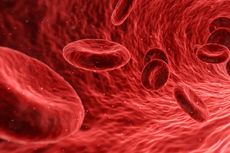 Berapa Banyak Darah dalam Tubuh Manusia?