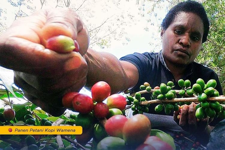 Petani kopi di Wamena yang memanen kopi di sekitar ruas Jalan Trans-Papua.