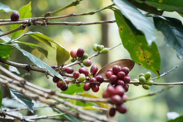 Biji kopi di perkebunan kopi daerah Tenjolaya, Bandung, Jawa Barat.