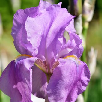Ilustrasi bunga iris. 