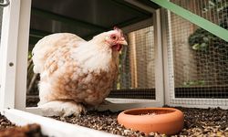 Perancis Manfaatkan Ayam untuk Tanggulangi Sampah Organik