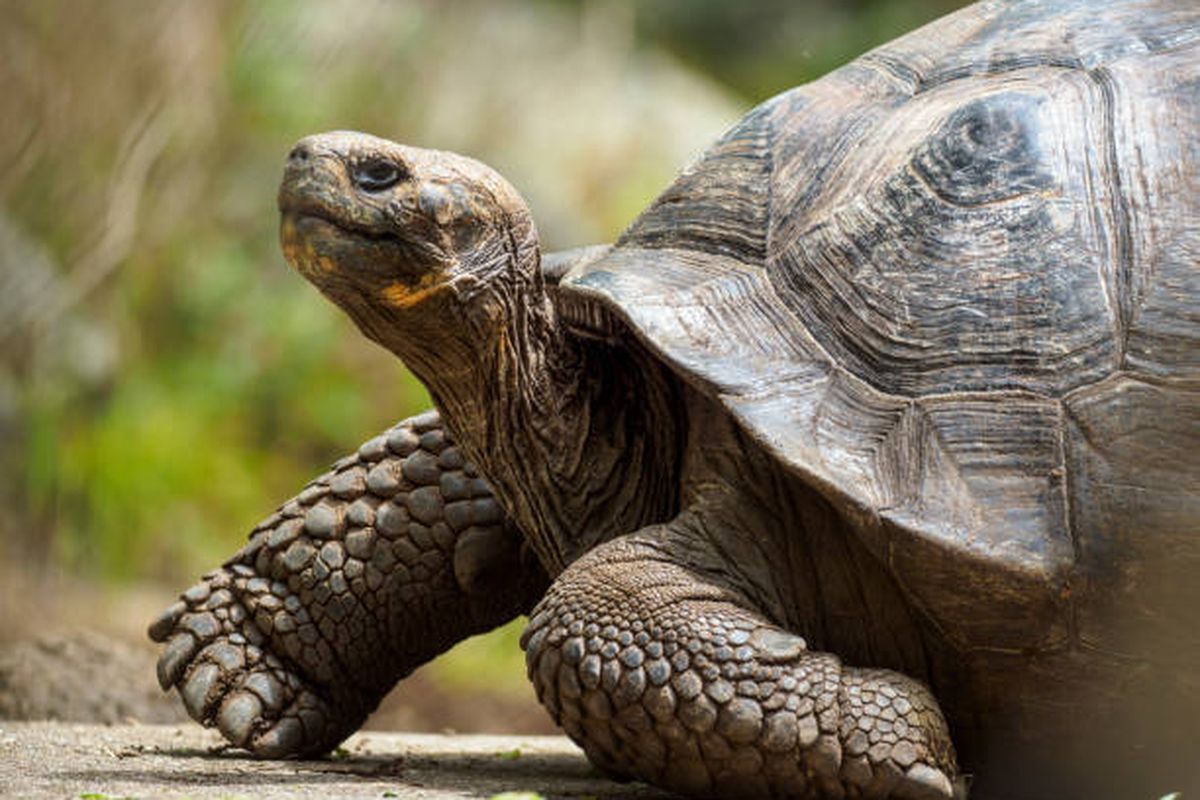 ilustrasi kura kura raksasa Galápagos, salah satu hewan tertua di dunia.