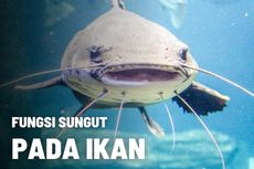 Mengetahui Fungsi Sungut Pada Ikan 