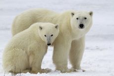 Mengapa Tak Ada Beruang Kutub di Antartika?