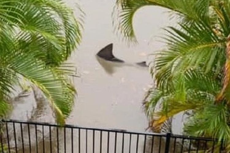 Seekor hiu banteng dilaporkan muncul di dekat rumah seorang pria di Queensland setelah banjir bandang di daerah tersebut.