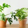 4 Tanaman Hias dengan Daun yang Berlubang Alami
