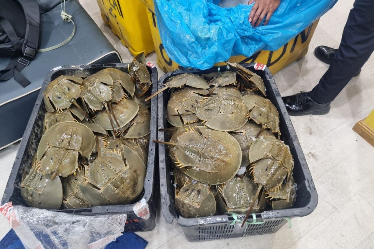 Tim Bea Cukai Teluk Nibung saat menggalkan penyelundupan 157 ekor belangkas dan 171 kecambah sawit di Pelabuhan Teluk Nibung, Rabu (10/7/2024)