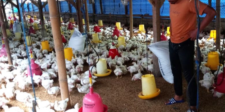 Harga Ayam Anjlok Peternak Di Sumedang Minta Pemerintah