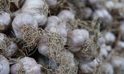 Menengok Program Importir Bawang Putih yang Wajib Tanam Komoditasnya