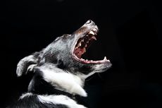 Alasan Anjing Menggonggong Berlebihan, dan Cara Mengatasinya