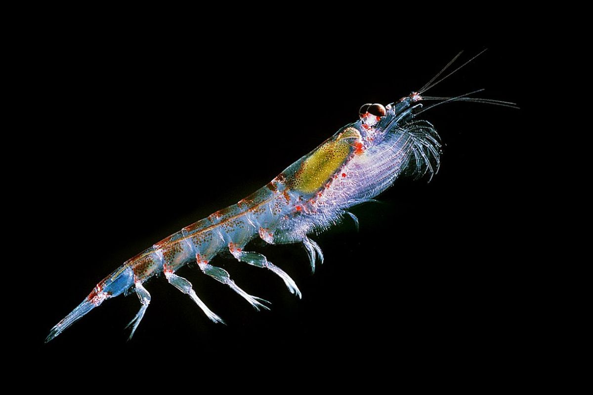 Krill Antartika (Euphausia superba), merupakan udang kecil berukuran 8 sampai 60 mm. Mereka biasanya ditemukan pada grup besar, dengan lebih dari 10.000 krill per meter kubik dan menjadi pangan penting bagi banyak hewan termasuk burung, paus, cumi-cumi dan hiu paus. 