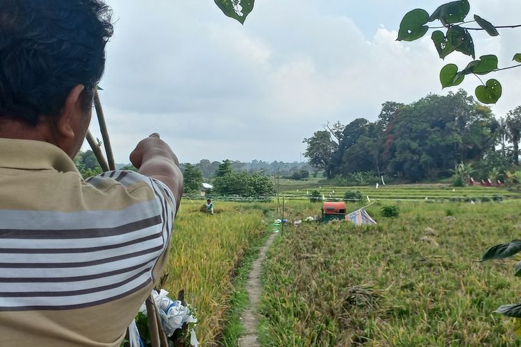 150 Hektar Lahan Pertanian Padi Sawah di Simalungun Terlantar Akibat Pengalihan Sumber Mata Air