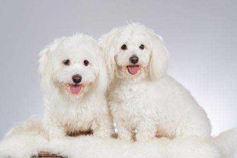 Kisah Tico, Anjing Mati yang Hidup Lagi Lewat Kloning dan Picu Kontroversi