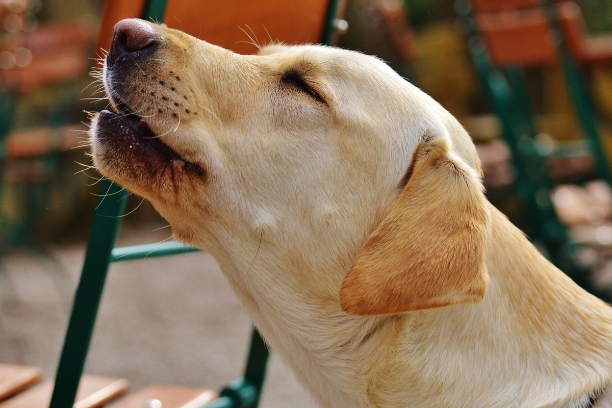 Ilustrasi anjing melolong. 