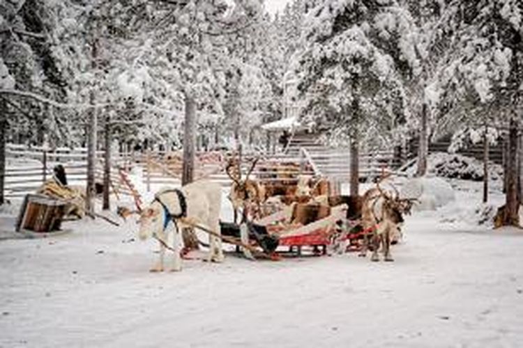 Kereta seluncur salju yang ditarik rusa kutub di Desa Rovaniemi, Finlandia