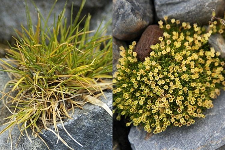 Deschampsia antarctica dan Colobanthus quitensis, tanaman asli Benua Antartika.