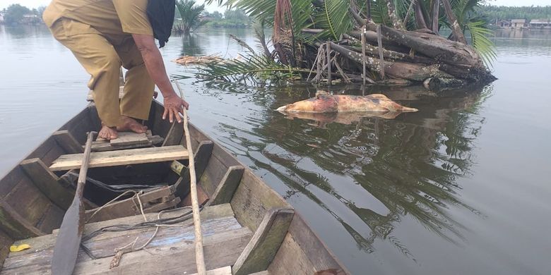 Seorang petugas kecamatan mengecek ke lapangan di Sungai Bedera di Kelurahan Terjun, Kecamatan Medan Marelan, Selasa siang tadi (5/11/2019). Camat Medan Marelan, M. Yunus mengancam pelakunya untuk dibawa ke ranah hukum karena pencemaran.