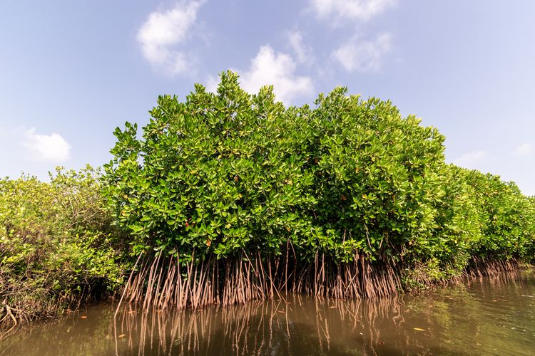 Ilustrasi tanaman mangrove. 