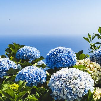 Ilustrasi bunga hortensia/hydrangea