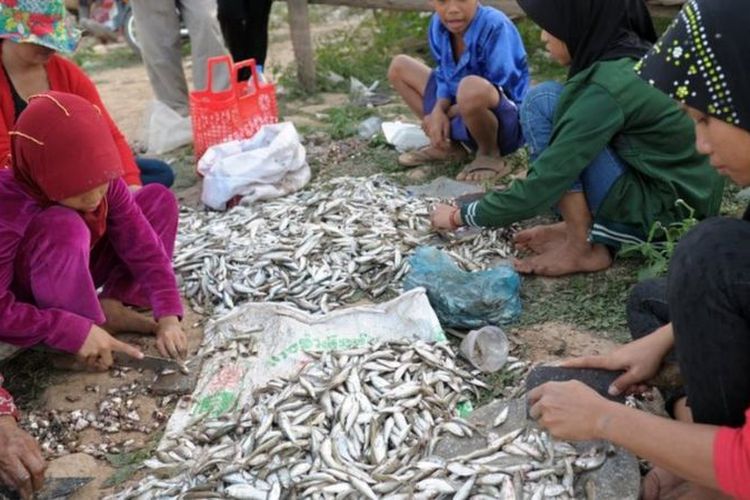 Warga Kamboja memotong ikan untuk persiapan membuat 'prahok' di desa Chrang Chamres di sepanjang sungai Tonle Sap di Phnom Penh pada 18 Desember 2015.
