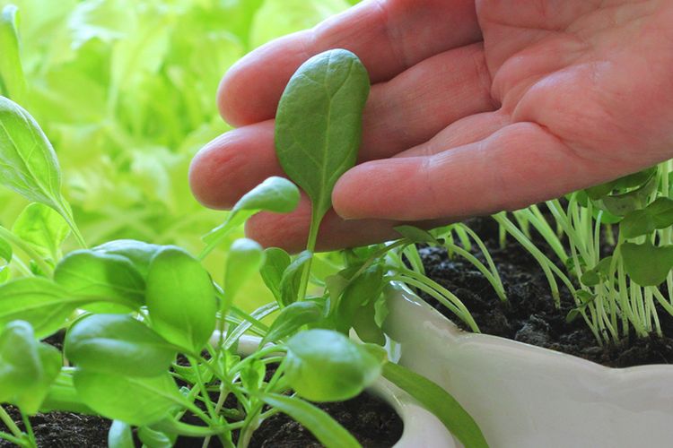 Ilustrasi meyemai bayam di pot. 