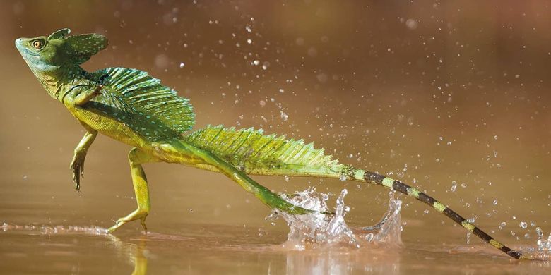 Kadal basilisk berjalan di atas air