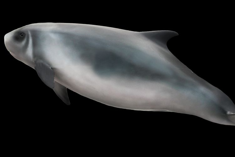 Paus sperma kerdil (Kogia sima), merupakan hewan laut dalam yang jarang memunculkan diri ke permukaan air.