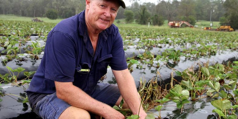 Opened Vacancies to Become Strawberry Farmers in Australia, Wages of IDR 1 Billion Pages all