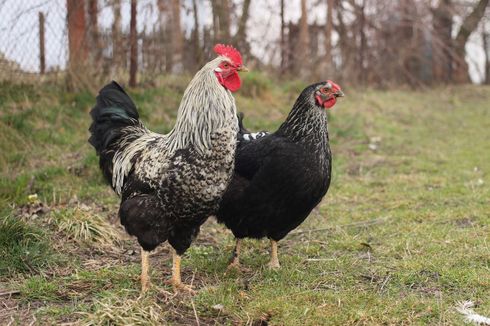 Studi Mengungkap Bagaimana Ayam dari Asia Bisa Sampai ke Afrika