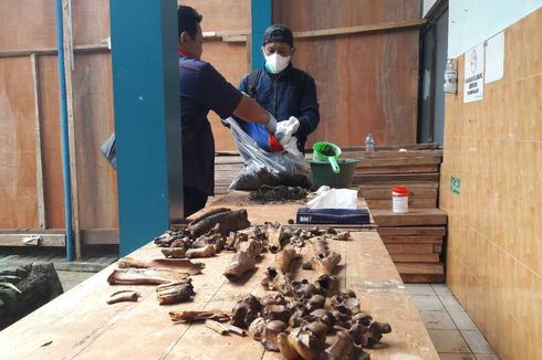 Heboh Ditemukan Tulang Belulang di Temanggung, Ternyata Tulang Kuda