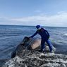 Hiu Tutul Sepanjang 7 Meter Mati Terdampar di Pantai Selatan Jember, Diduga akibat Cuaca Ekstrem