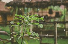 Prakiraan Cuaca di Denpasar Hari Ini 13 Februari 2023 : Pagi dan Malam Hujan Ringan