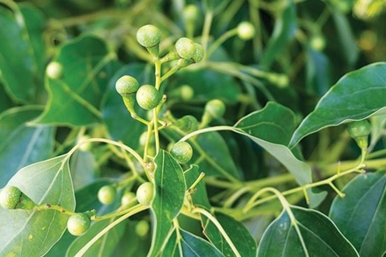 pohon Dryobalanops aromatica